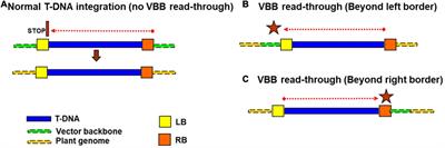 Studies on Pure Mlb® (Multiple Left Border) Technology and Its Impact on Vector Backbone Integration in Transgenic Cassava